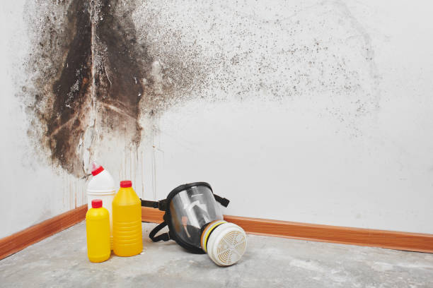 Best Basement Mold Remediation in North New Hyde Park, NY