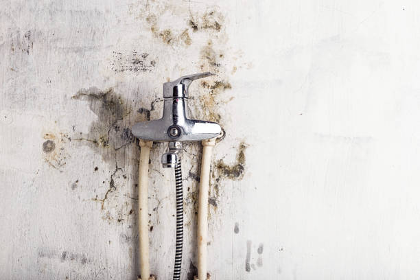 Best Residential Mold Remediation in North New Hyde Park, NY