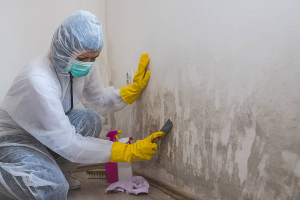 Best Industrial Mold Remediation in North New Hyde Park, NY