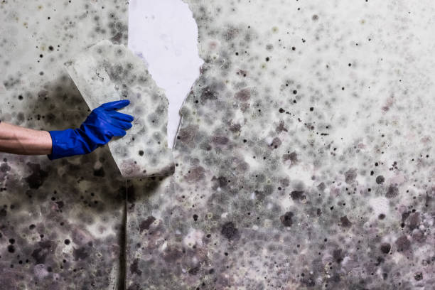 Best Commercial Mold Remediation in North New Hyde Park, NY