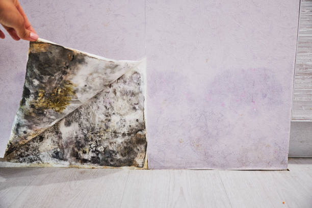 Best Emergency Mold Remediation in North New Hyde Park, NY